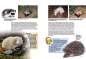 Preview: Entdecke die Igel